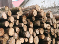 Что ответит лесной бизнес Приморья на очередные запросы государства?